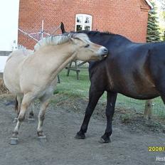 Fjordhest Prins Rose ( Part )