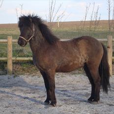 Islænder Óður fra Nautrup  [tidl.hest]