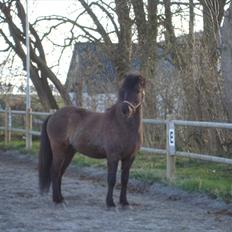 Islænder Óður fra Nautrup  [tidl.hest]