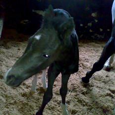 Anden særlig race Melanies My Nelli