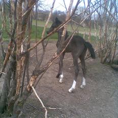 Anden særlig race Melanies My Nelli