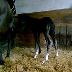 Anden særlig race Melanies My Nelli