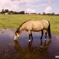 Welsh Pony (sec B) Fanny<3 Tidl part :'(!