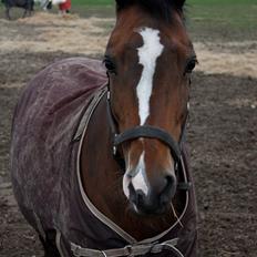 New Forest Kimbell P 