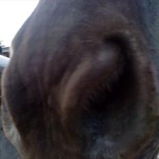 Konik Polski Bernard *Solgt*