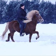 Islænder Blesa fra Efri-gegnishólu