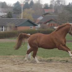 Dansk Varmblod Abrigent Østerskov 