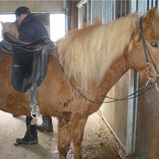 Islænder Blesa fra Efri-gegnishólu