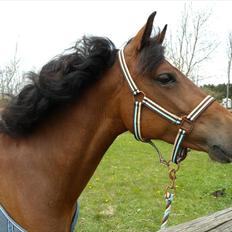 Dansk Varmblod /Araber  Fie