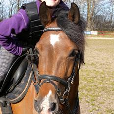 Dansk Varmblod /Araber  Fie