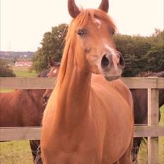 Arabisk fuldblod (OX) Cado`s Miss Sidonia ox