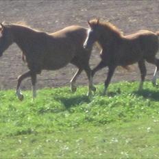 Arabisk fuldblod (OX) Cado`s Miss Sidonia ox