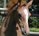 Arabisk fuldblod (OX) Bashir Royal