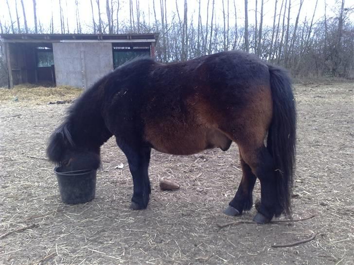 Anden særlig race Tonado - Altså nu skal i ikke tro jeg spiser hele tiden vel ! billede 8