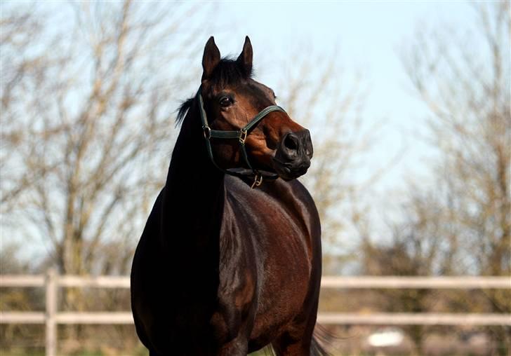 Fuldblod (XX) Mufasa *R.I.P* billede 11