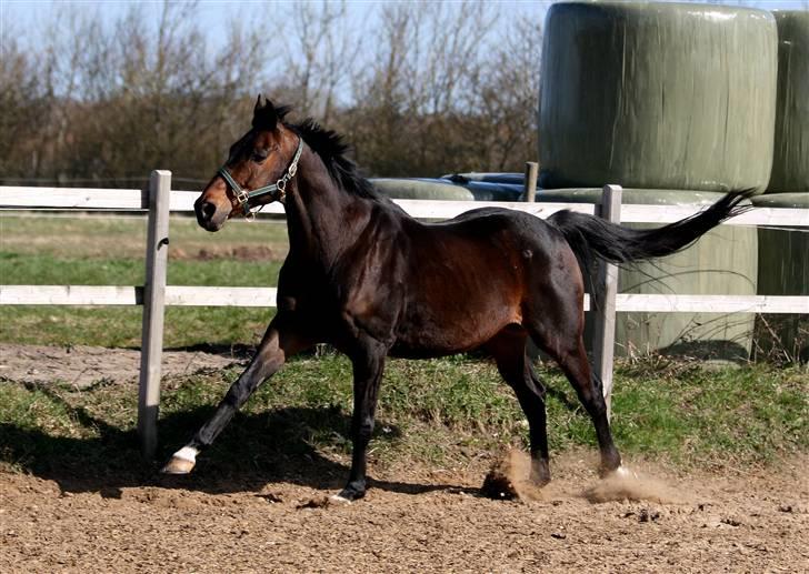 Fuldblod (XX) Mufasa *R.I.P* - Muffen Maj 2010, været hjemme ved mig en måneds tid billede 14