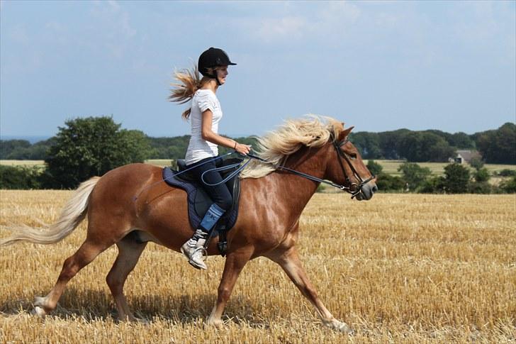 Islænder Týr fra Engvang *den bedste* - Solgt :'-( - MARKRÆS!

Fotograf: Carina Steenbjerg billede 17