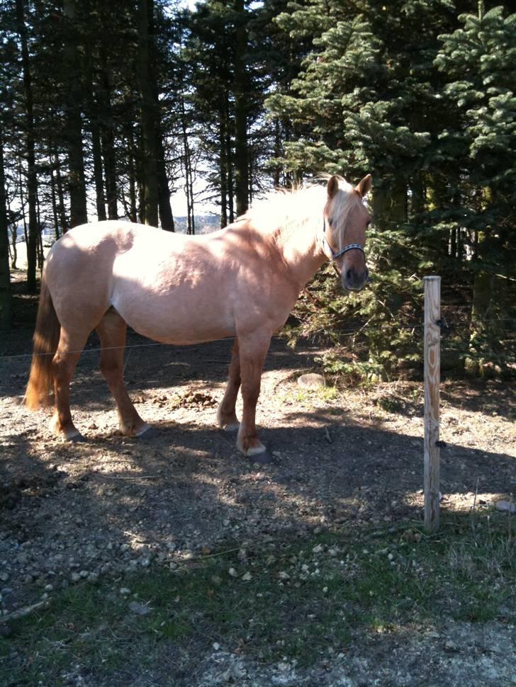 Anden særlig race Isabella billede 15