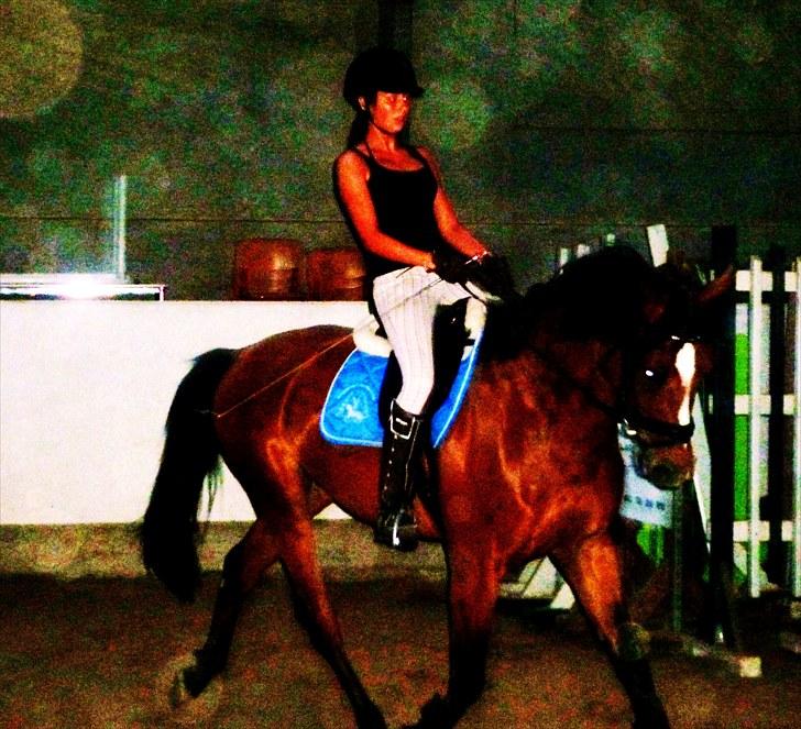 Ungarnsk Varmblod  Ramzes furioso Legény - død :'( - dressur træning d. 19/7 billede 1