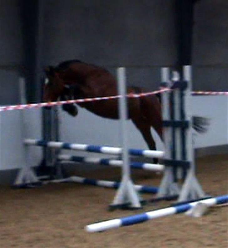 Ungarnsk Varmblod  Ramzes furioso Legény - død :'( - løsspringning :) billede 2