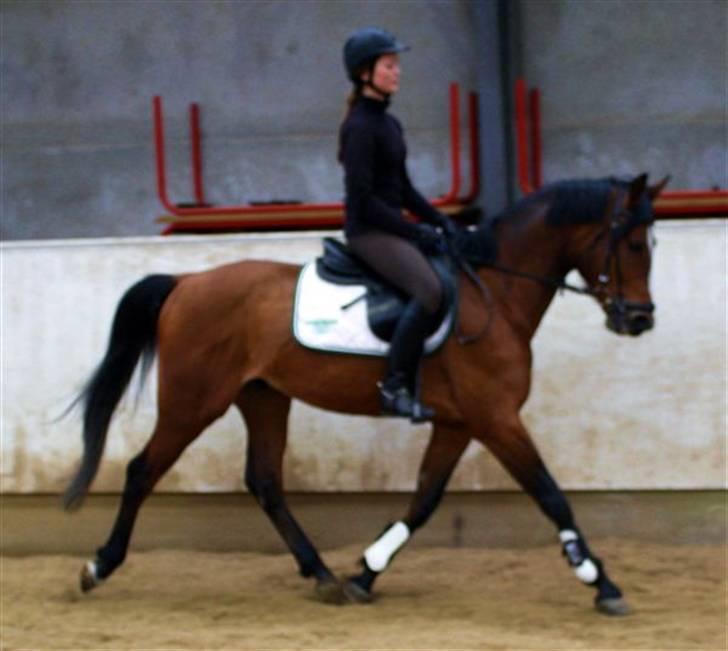 Ungarnsk Varmblod  Ramzes furioso Legény - død :'( billede 3