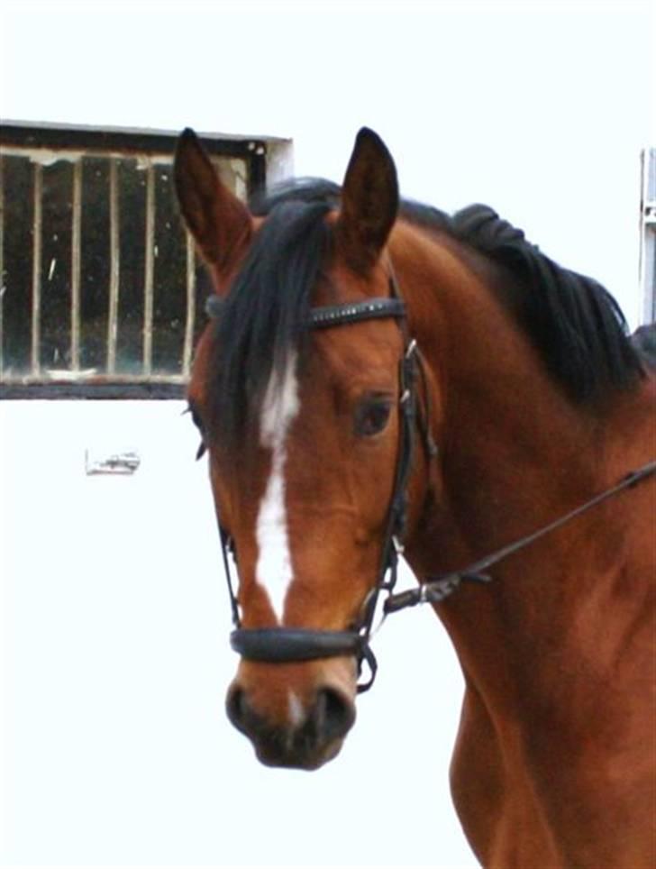 Ungarnsk Varmblod  Ramzes furioso Legény - død :'( billede 4