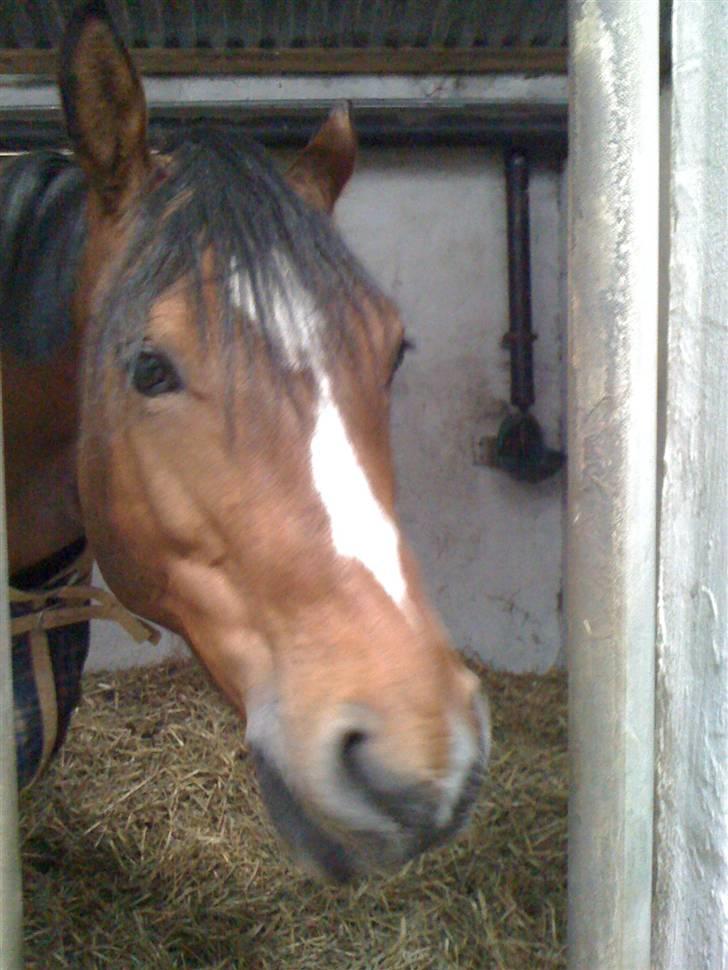 Ungarnsk Varmblod  Ramzes furioso Legény - død :'( billede 5