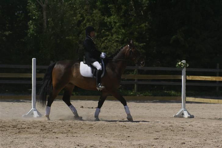 Anden særlig race Hector billede 15