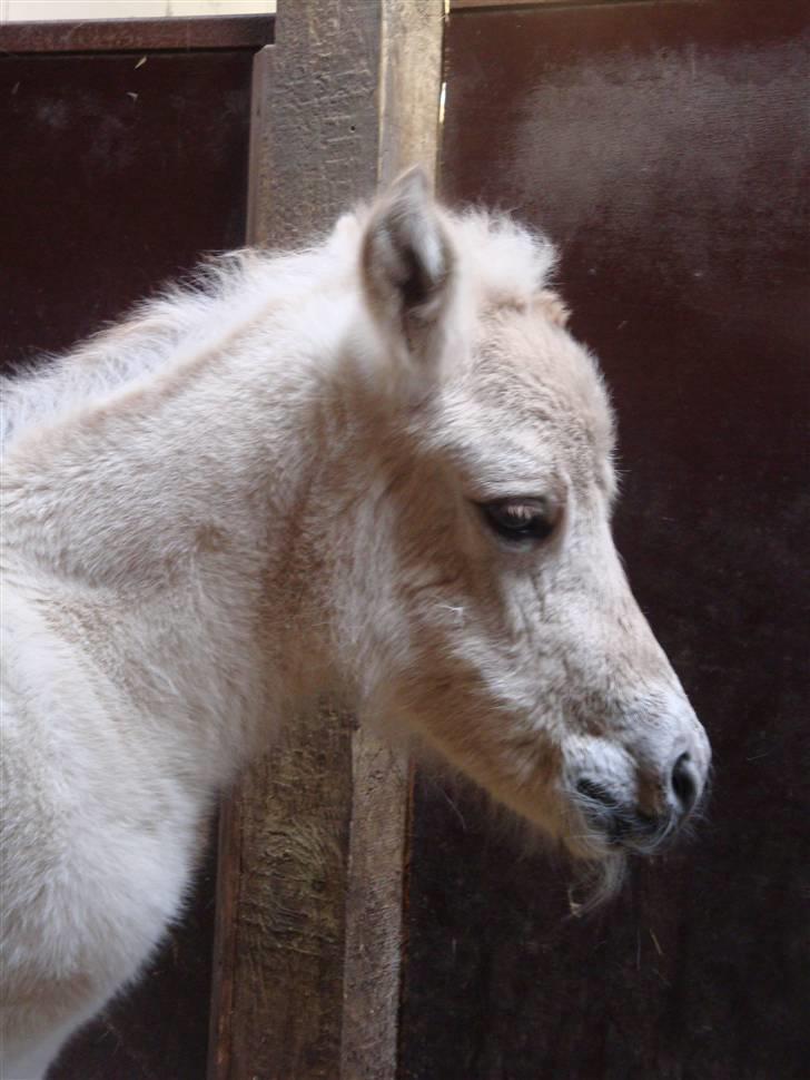 Fjordhest Thrane's Anemone billede 1
