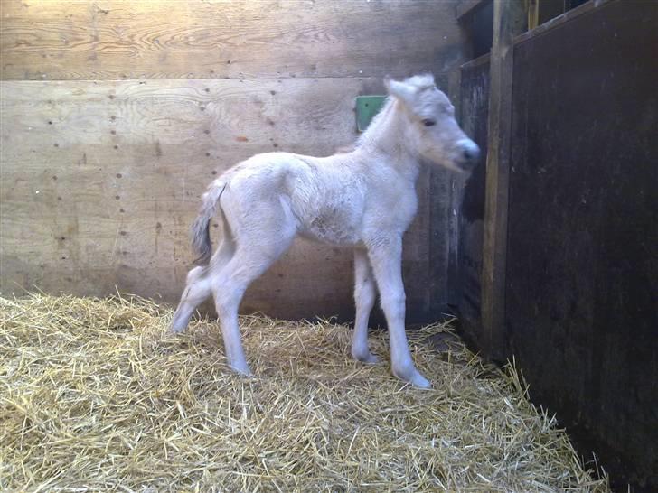 Fjordhest Thrane's Anemone billede 2