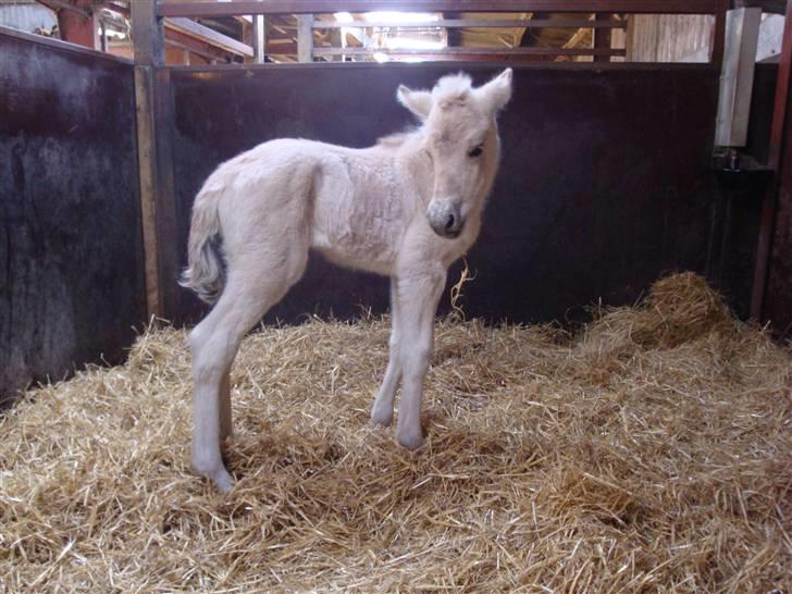 Fjordhest Thrane's Anemone billede 3
