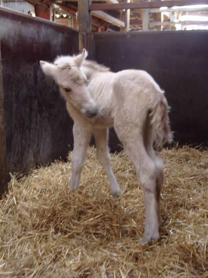 Fjordhest Thrane's Anemone billede 4