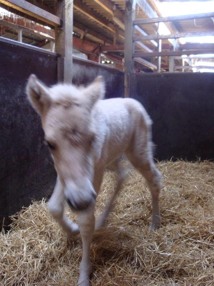 Fjordhest Thrane's Anemone billede 5