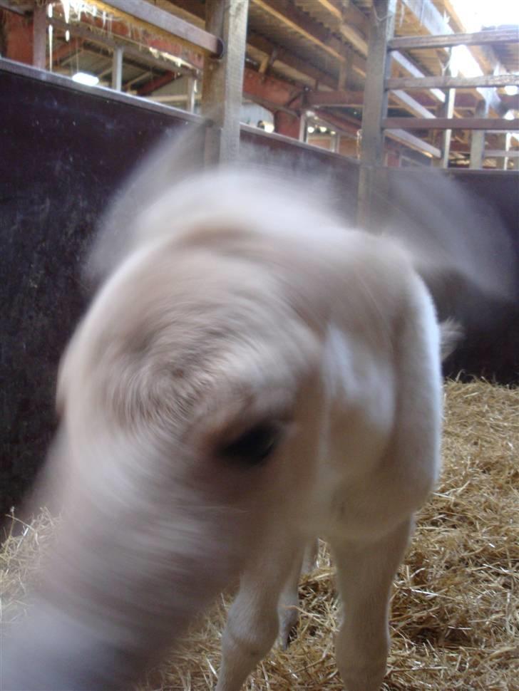 Fjordhest Thrane's Anemone billede 6