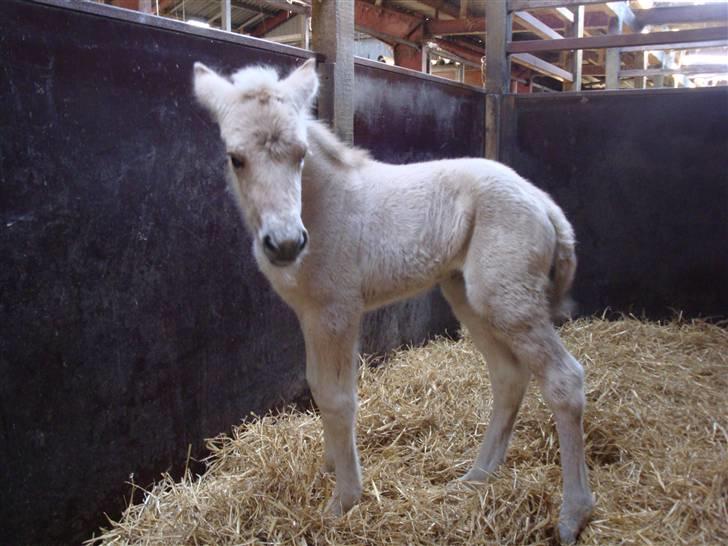 Fjordhest Thrane's Anemone billede 7