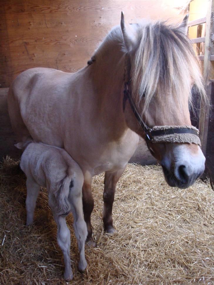 Fjordhest Thrane's Anemone billede 8