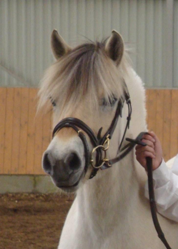 Fjordhest Bjørka Frølunde *død* billede 1