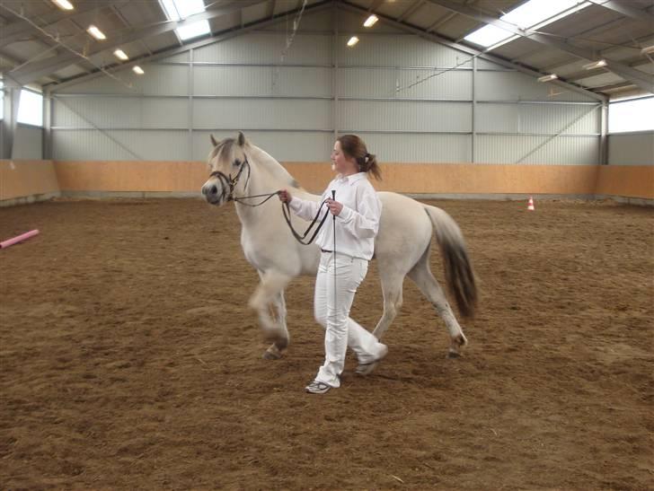 Fjordhest Bjørka Frølunde *død* billede 2