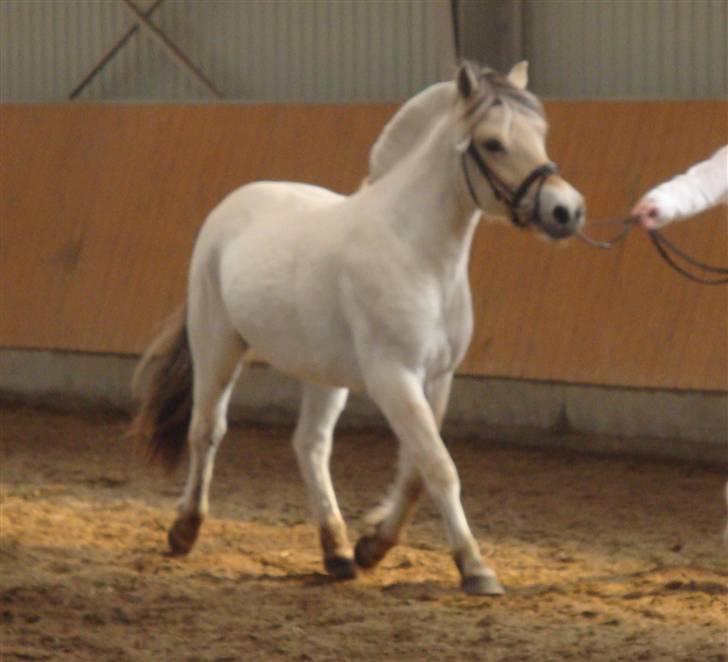 Fjordhest Bjørka Frølunde *død* billede 3