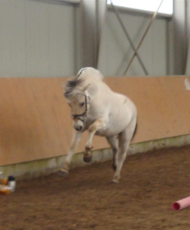 Fjordhest Bjørka Frølunde *død* billede 4