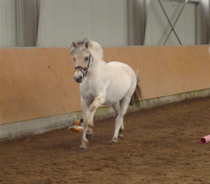 Fjordhest Bjørka Frølunde *død* billede 5