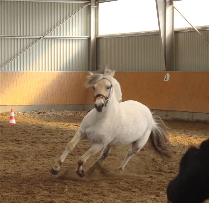 Fjordhest Bjørka Frølunde *død* billede 6