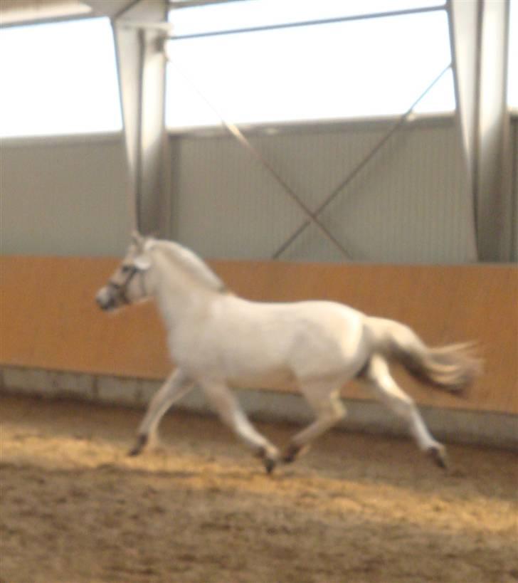 Fjordhest Bjørka Frølunde *død* billede 7