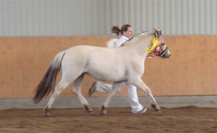Fjordhest Bjørka Frølunde *død* - Plagskue 2010, Fløj i 2-års hoppe holdet billede 8