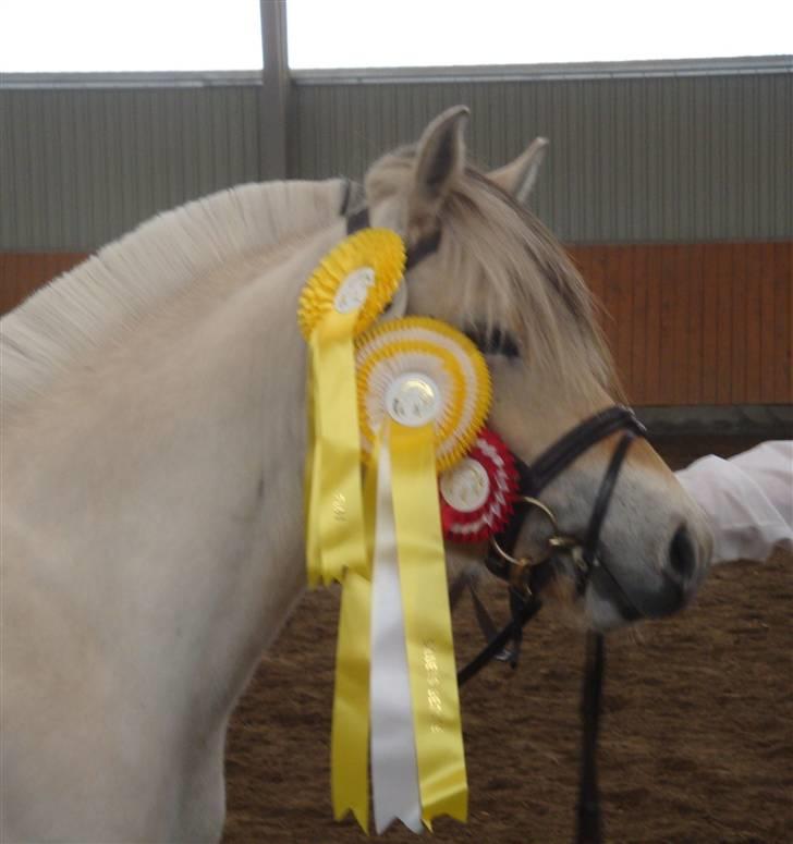 Fjordhest Bjørka Frølunde *død* - Plagskue 2010, Fløj i 2-års hoppe holdet og skuets bedste hest billede 9
