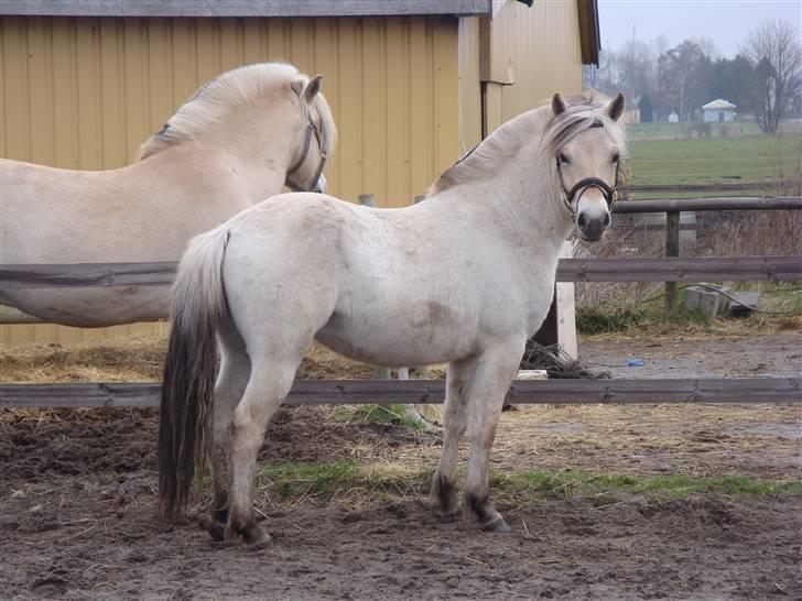 Fjordhest Bjørka Frølunde *død* billede 10