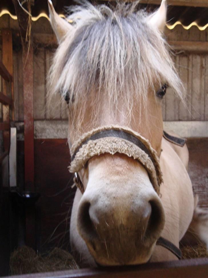 Fjordhest Mosegårdens Bine billede 6