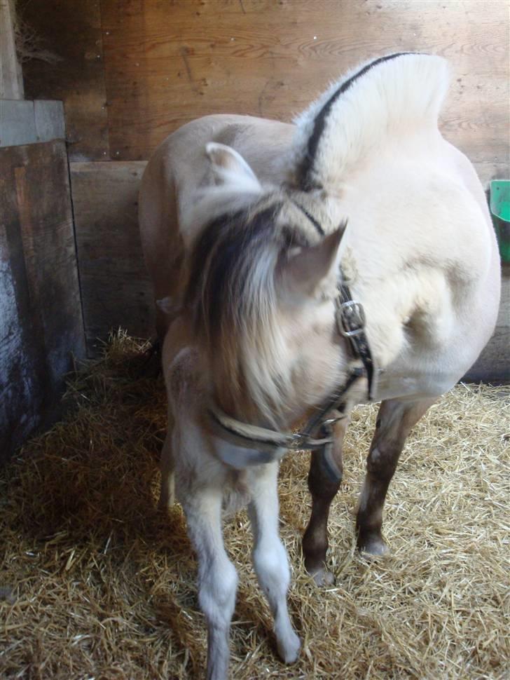 Fjordhest Mosegårdens Bine - Bine og anemone billede 7
