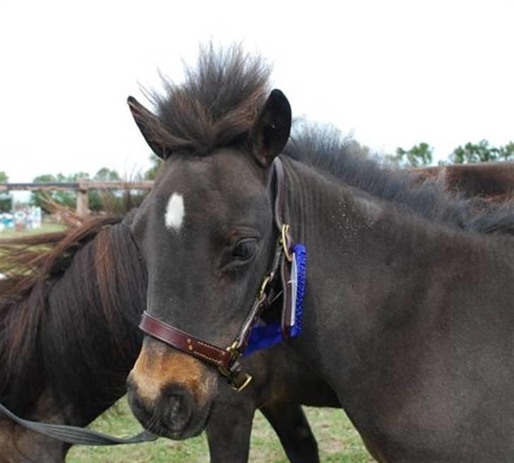 Dansk Miniature Lundevestergård Papaya Fa - Papaya til føl og plagskue 2009 tak for billedet Maria billede 9
