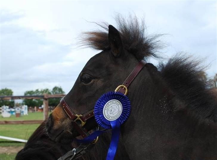 Dansk Miniature Lundevestergård Papaya Fa - Papaya til føl og plagskue 2009 tak for billedet Maria billede 10